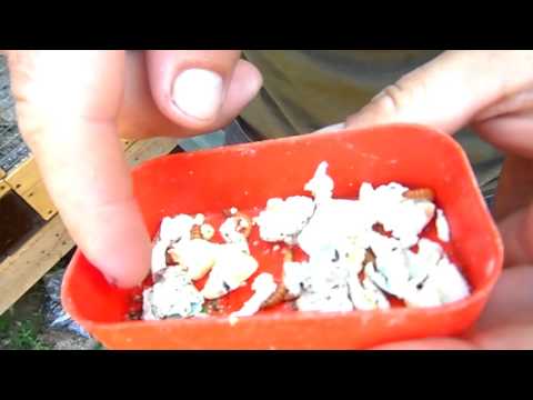 Одна из причин почему не размножаются ПОПУГАИ.