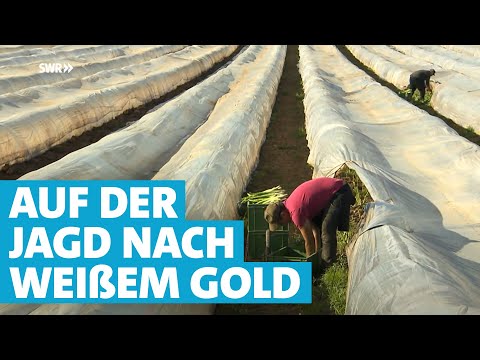 Vom Feld bis zum Markt – Hinter den Kulissen der Spargelproduktion