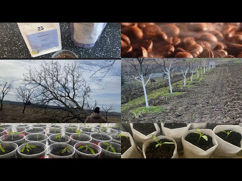 Пʼю запашну каву і їдемо на хутір.@Обприскала і побілила дерева в селі.Пересаджую розсаду томатів.