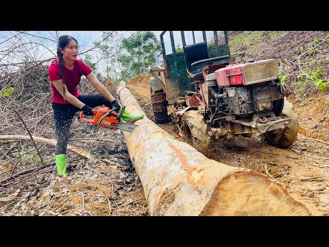 agricultural vehicles transporting timber giant trees