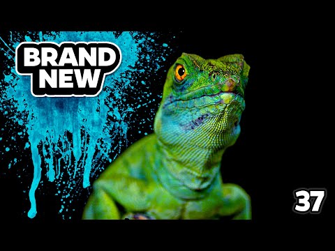 Brand New Mandela Effects (Part 37)