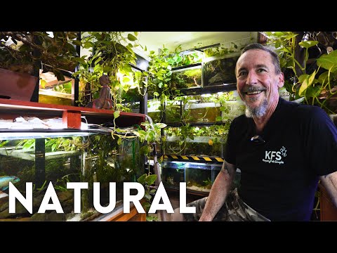 100+ Natural Aquariums in This Home | Mini Tour