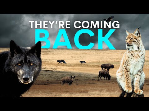 Top 10 Species To Rapidly Restore Britain's Broken Land