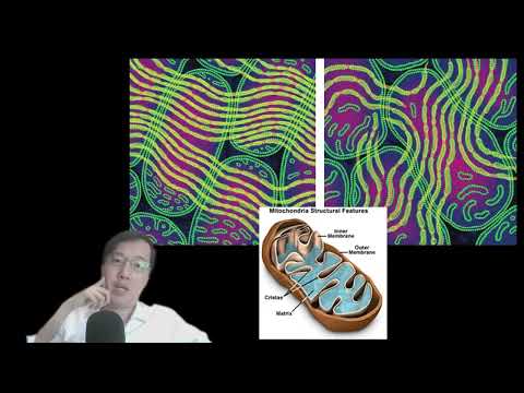 科學新知 2025-05-29 科學回憶錄：粒線體研究數十年來碩果豐盛，它不只是細胞發電廠。| 主持： 陳志宏 博士 & 台長 梁錦祥