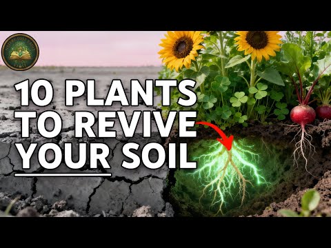 10 Plants That Are Bringing Dead Soil Back to Life Across America