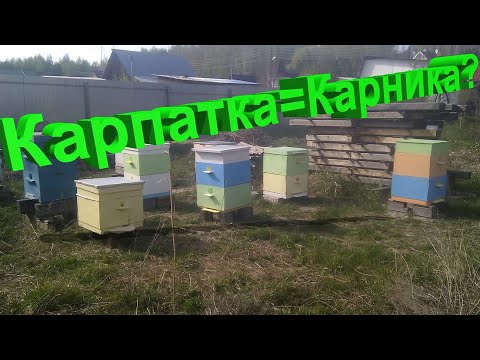 Профессор Кашковский: Карпатка и карника - одна пчела?