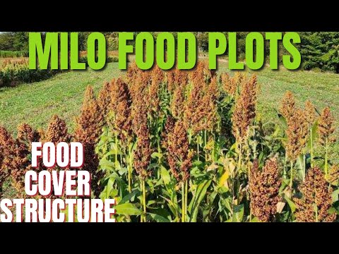 MILO FOOD PLOTS