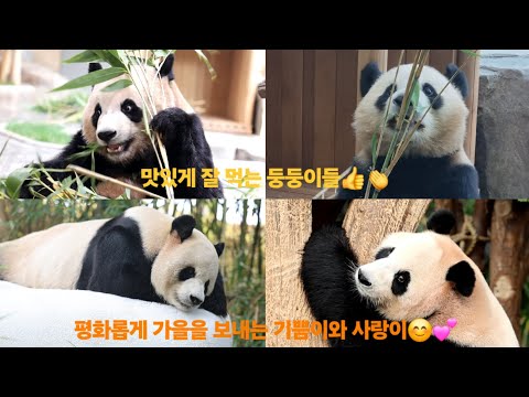 💜루이후이🩷편식이 머에오? 신선한 댓잎을 맛있게 먹는 모습에 꿀꺽😆💚러바오와 아이바오🧡의 따사로운 가을을 보내는 법 #루이바오 #후이바오 #아이바오 #러바오 #세컨하우스 #숨숨집 