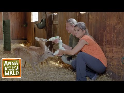 Rettung für die Waldtiere | Reportage für Kinder | Anna und der wilde Wald |#3