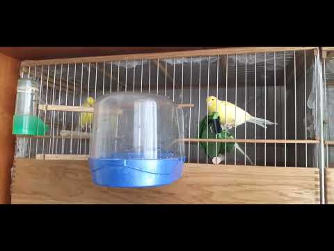 Содержание канареек.   Чистота клеток и их обработка.