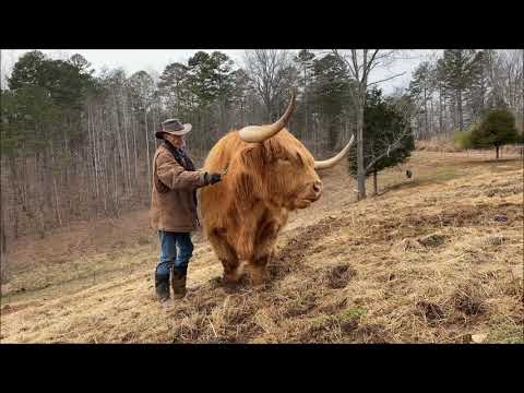 Do Highland cows make good pets