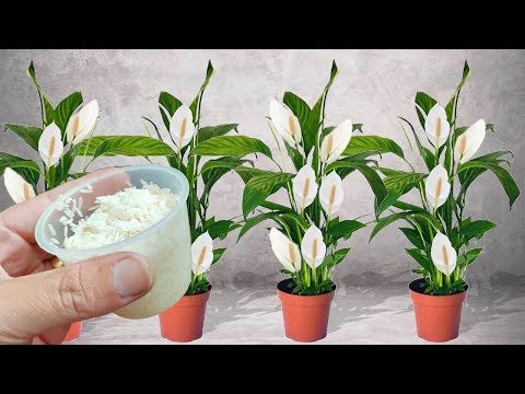 Só 1 COPO no LIRIO DA PAZ, faz explodir de tantas flores (veja o incrível resultado)