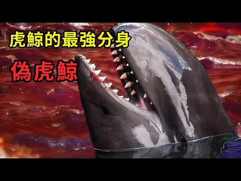 虎鯨還有真假之分？偽虎鯨和虎鯨究竟是什麼關係？它們為何頻頻集體自殺？#animals #冷知識 #科普 #動物 #海洋生物