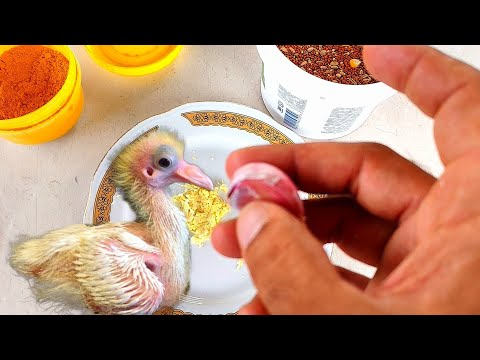Ваши голуби будут здоровы!!! Try it and your pigeons will be healthy!! 