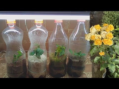 Cuttings of roses in winter at home.