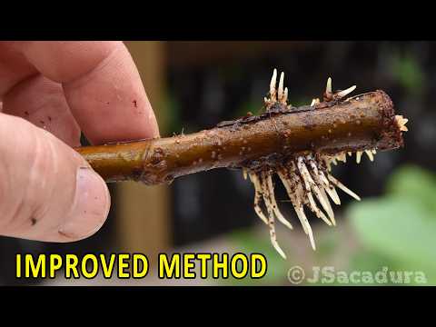 ROOTING FIG CUTTINGS | Improved Method!