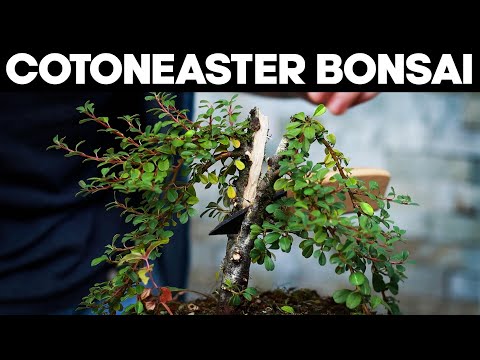 Dealing with Problem Bonsai Trees - Cotoneaster🌳