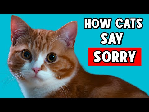 How Do Cats Apologize to Humans?🔥And How to Apologize to Your Cat?