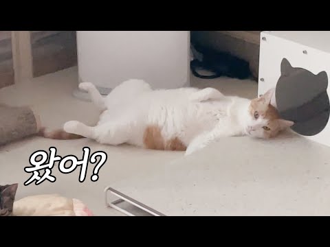 Come and see our house😼 The process of merging 61 shelter cats