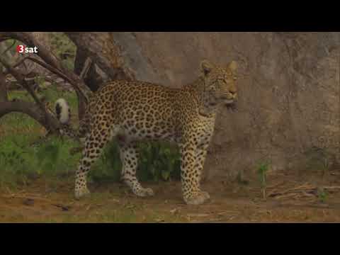 Ein Leopard mit kleinen Schwächen [Doku]