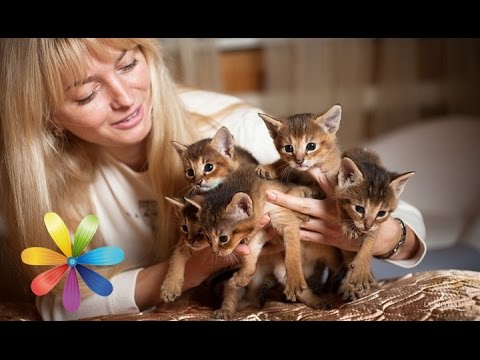 Топ-5 самых дорогих пород кошек, которые вам не нужны! - Все буде добре - Выпуск 590 - 28.04.15