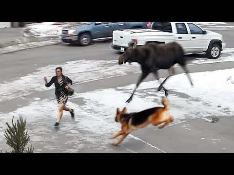 60 Животных-Героев, Которые Спасли Жизни Людей