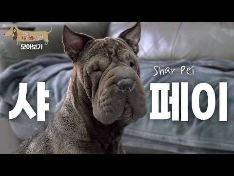 [세나개 댕모아] 쭈글쭈글 주름이 사랑스러운 샤페이의 문제행동 🐶 샤페이 편 Shar Pei