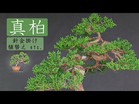 [Bonsai] Juniper Wiring and Repotting Work Video