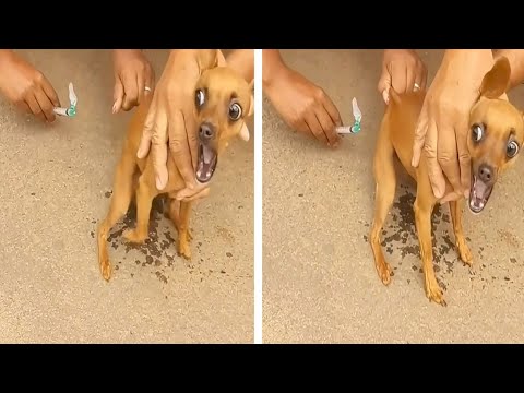 Momentos Hilários e Inusitados do Mundo Animal😹🙊🐎