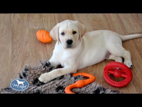 Что нужно подготовить для щенка лабрадора к появлению в доме?