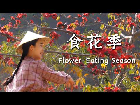 Flower Eating Season | How Many Flowers Do People Eat in Spring?【滇西小哥】
