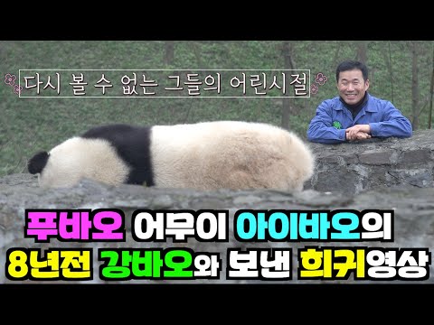 [PandaTV] #푸바오 어무이 아이바오의 8년전 강바오와 보낸 희귀영상(아이바오 초접근 영상) 4K 고화질