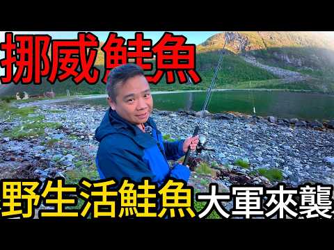 挪威鮭魚大軍來襲,兩年一遇瘋狂亂咬丨挪威友人私房釣點,岸邊隨便拋都有丨爽吃比帝王蟹還珍貴的白飯...@打魚王翔哥