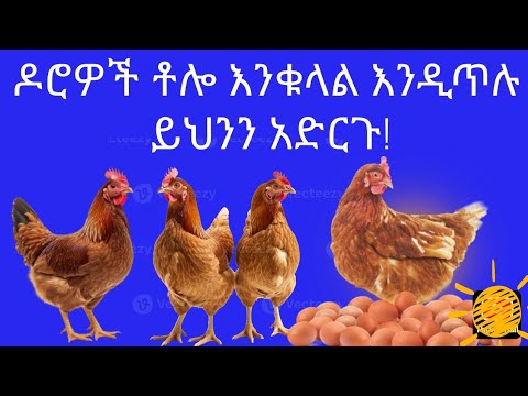 ዶሮዎች ቶሎ እንቁላል እንዲጥሉ ይህንን አድርጉ!