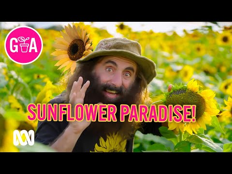 HUGE Sunflower Farm | Discovery | Gardening Australia