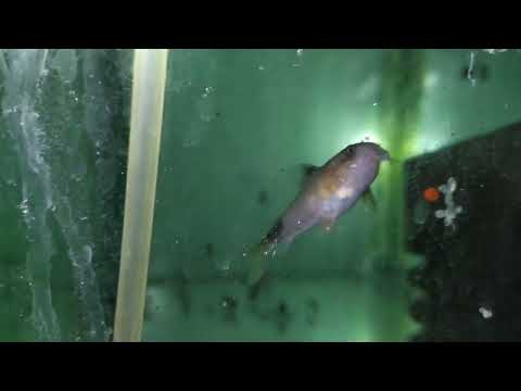 Акантафтальмусы не мечут без уколов  . Цены на рыбок в зоомагазине 4 лапы . Коридорасы Ножи Барбусы