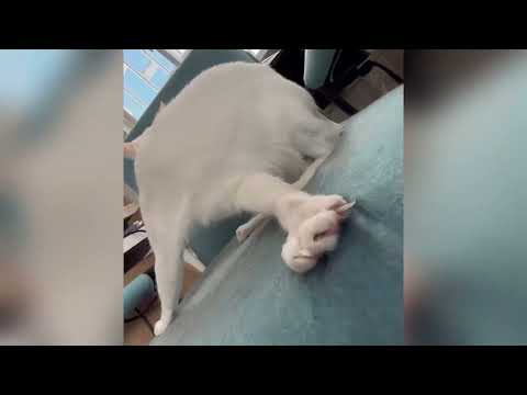 Tente não rir com esses animais mais engraçados