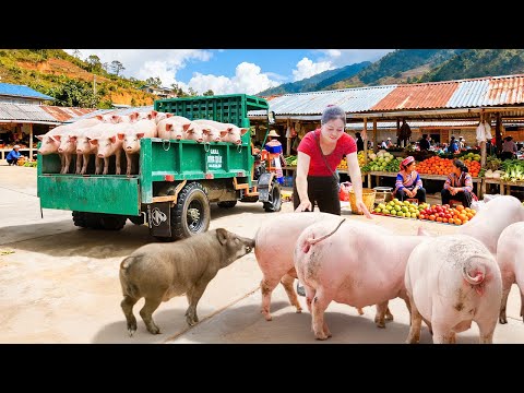 Use Truck To Transport A 120kg Pig And Construction Materials, Building Roof For Rabbit Cage