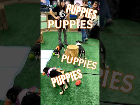 Electric Vehicles 🔋 & Puppies 🐶 at @S@Subarudetroitautoshow