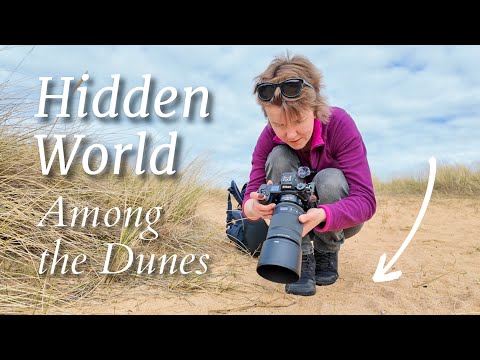 Hidden Among The Dunes - Macro Photography at Fraserburgh Beach