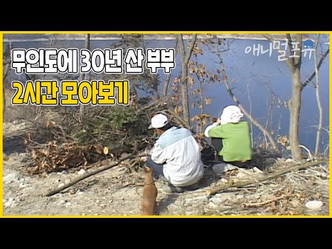 전기도 없는 섬에서 30년째 무인도 생활을 이어가는 부부. 그곳엔 장모님과 동물 가족이 함께 산다🌿 | 그 호수엔 호롱불 부부가 산다 | KBS 인간극장 2008 방송