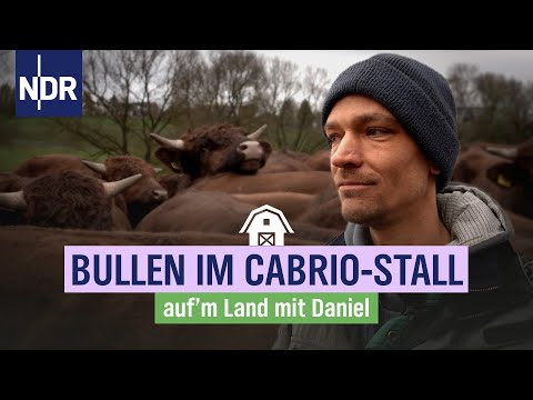 Nach dem Brand und vor dem kalten Winter: die Rinder kehren zurück | NDR auf'm Land | Folge 2