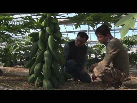[80회] 열대작물인 파파야로 연매출 5억을 올린다는 김동기 부자농부