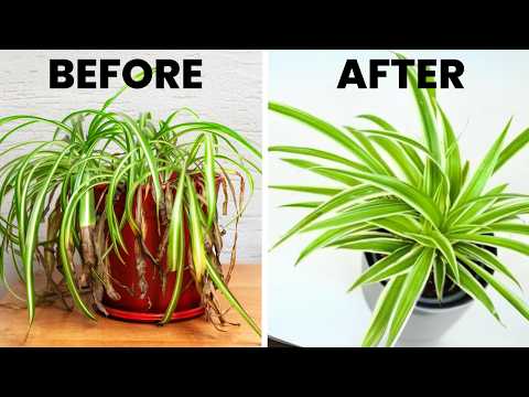 7 Spider Plant Care Tips You NEED To Know