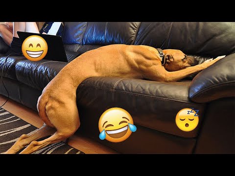 I dare you not to LAUGH at these FUNNY DOGS 😁🦮 - Best Funny Animals Videos 2025 #118