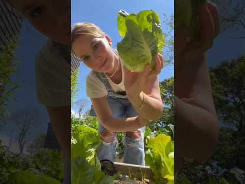 the #DIML vlog that started it all