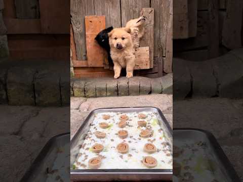 #dogs #funnyshorts #funnydogs #petlovers 😂 #dogs #funnypets #funnyvideos #funnyshorts