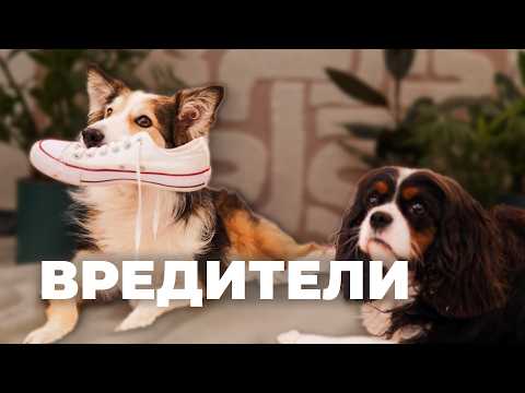 Отучить собаку грызть вещи 🐶 Щенок один дома ломает всё