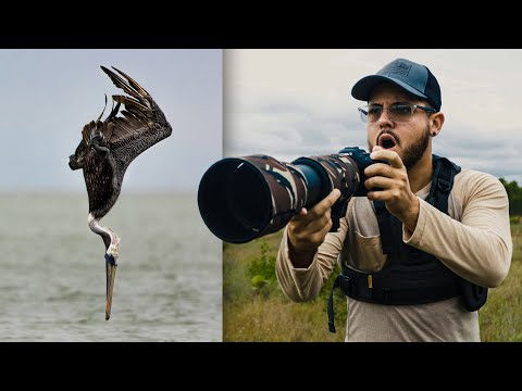 Tips para Fotografiar AVES RÁPIDAS en Vuelo 🦅📸