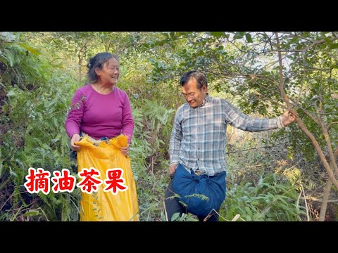 儿媳妇跟农村婆婆同住，婆婆到山上摘油茶果，看儿媳晚饭做啥吃的